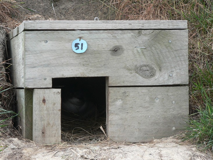 18.21- Une niche pour proteger la ponte des manchots.JPG